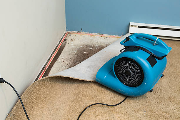 Best Water damage mitigation services  in Ridgewood, IL